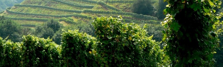 Le vignoble d'Irouléguy, pour des cours d'oenologie